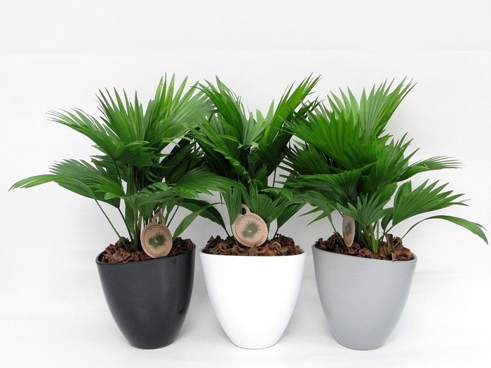 <h4>Livistona rotundifolia in avani pot</h4>