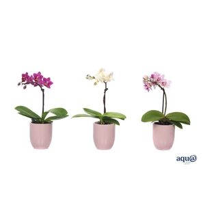 Hugo Silver Pink Tiny Dolls Mix 1T7+ Aqu@