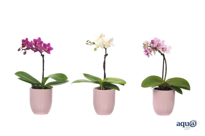 <h4>Hugo Silver Pink Tiny Dolls Mix 1T7+ Aqu@</h4>