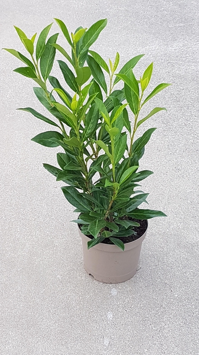 <h4>Prunus Caucasica</h4>