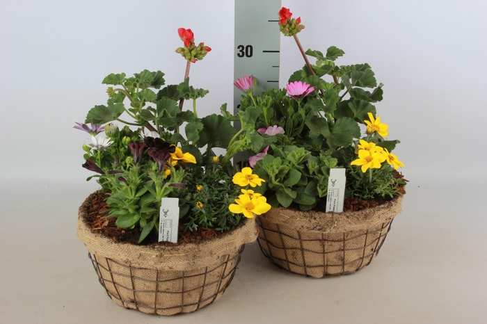 <h4>ARR TUINPLANTEN</h4>