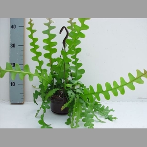 Epiphyllum anguliger
