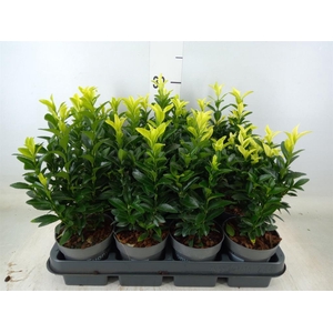 Euonymus japon. 'Paloma Blanca'