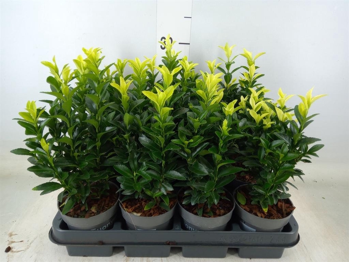 <h4>Euonymus japon. 'Paloma Blanca'</h4>