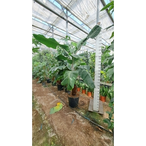 Musa Dwarf Cavendish