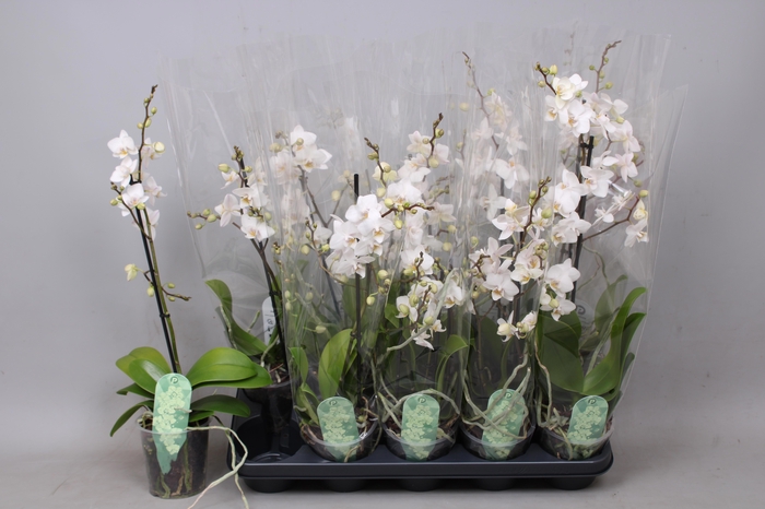 <h4>PHAL MF OV WIT</h4>