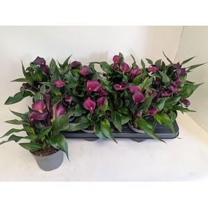 ZANT ROYAL VALENTINE