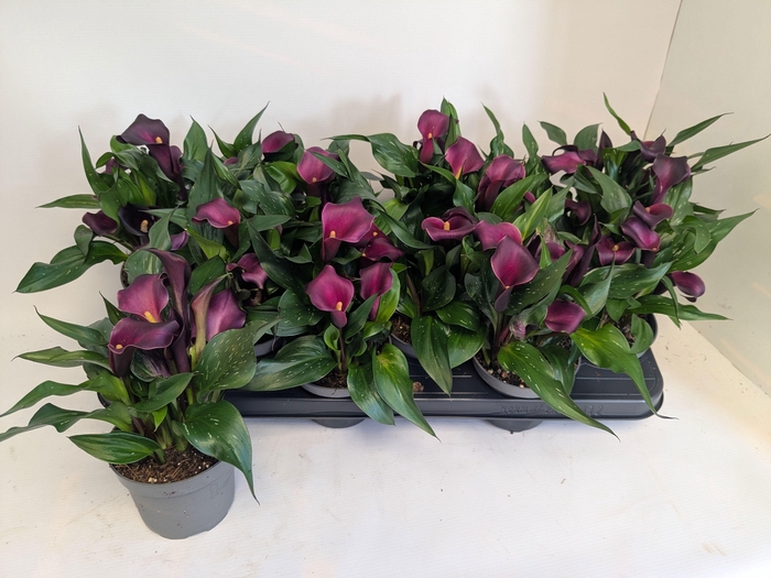 <h4>ZANT ROYAL VALENTINE</h4>