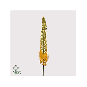 Eremurus stenophyllus