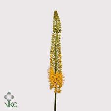 <h4>Eremurus stenophyllus</h4>