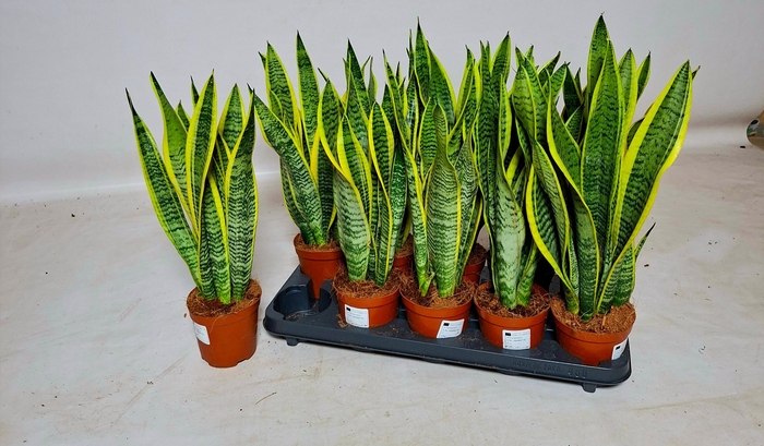 <h4>SANSEV LAURENTII</h4>