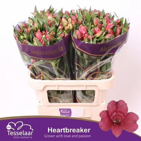 <h4>Alstr Heartbreaker</h4>