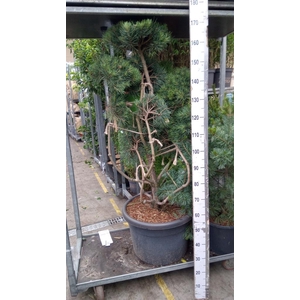 Pinus sylvestris