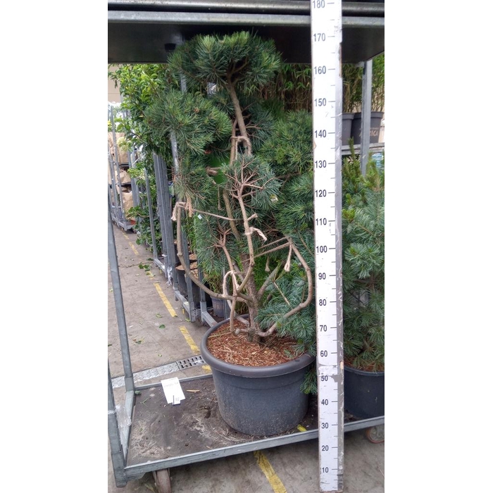 <h4>Pinus sylvestris</h4>