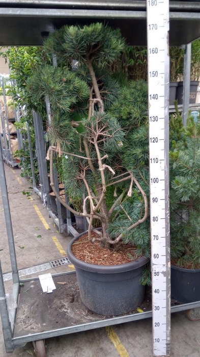 Pinus sylvestris