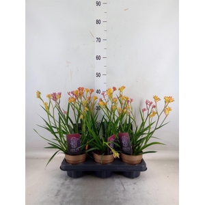 Anigozanthos   ...mix