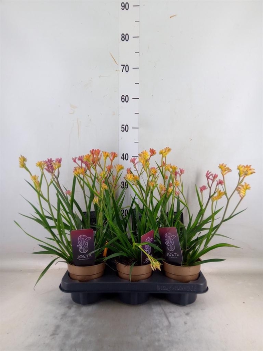 <h4>Anigozanthos   ...mix</h4>