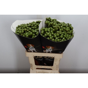 Wax-Rozen Wax Wit Zilver glitter