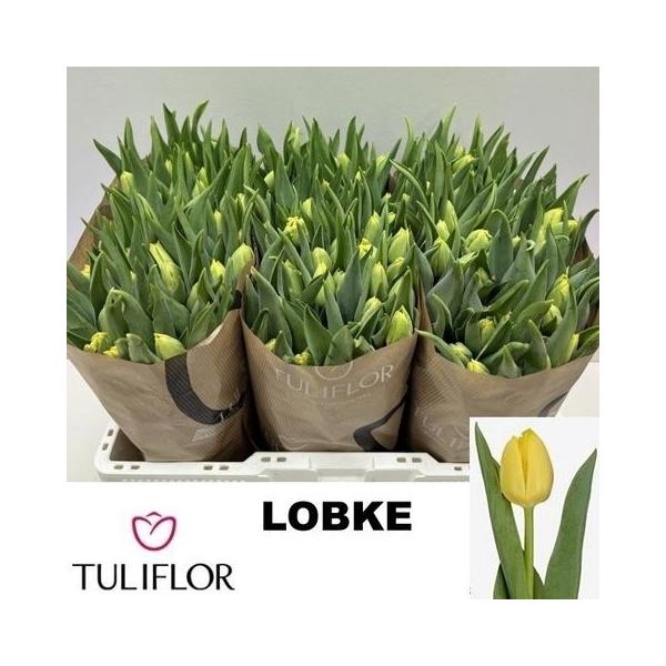 <h4>TU EN LOBKE</h4>