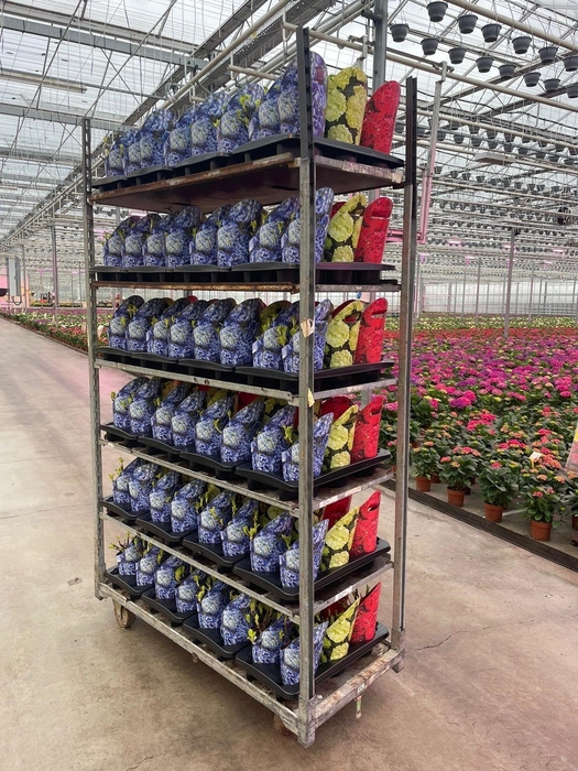 Hydrangea in Potcover gemengd