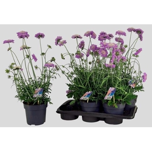 SCAB CO BUTTERFLY BL