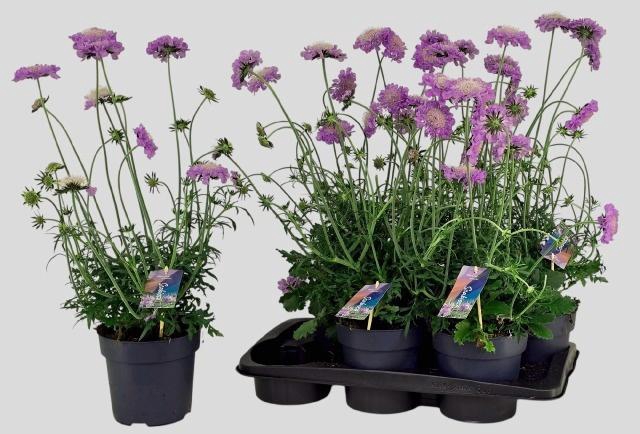 <h4>SCAB CO BUTTERFLY BL</h4>