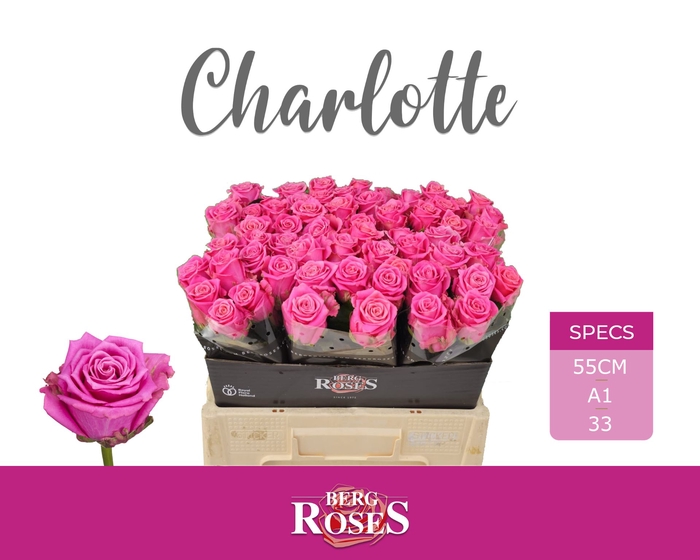 <h4>R Gr Tan Charlotte</h4>