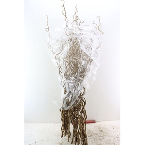 Corylus Avellana Contorta X10 130cm