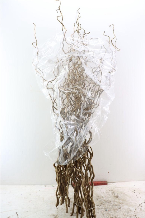 <h4>Corylus Avellana Contorta X5 180cm</h4>