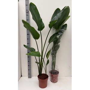STRELITZIA NICOLAI