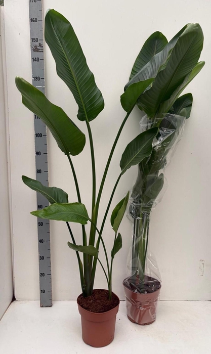 <h4>STRELITZIA NICOLAI</h4>