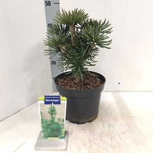 Sciadopitys verticillata