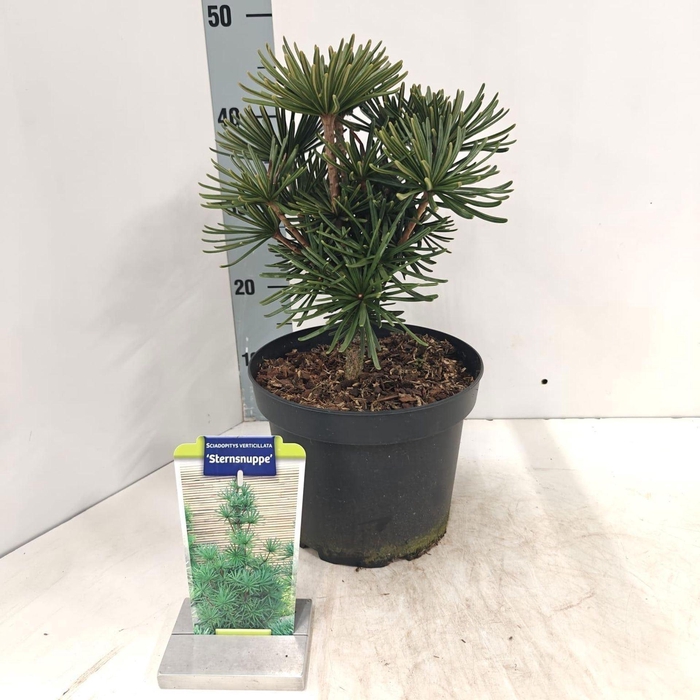 <h4>Sciadopitys verticillata</h4>