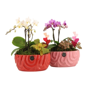 21809: Lovess arrangement