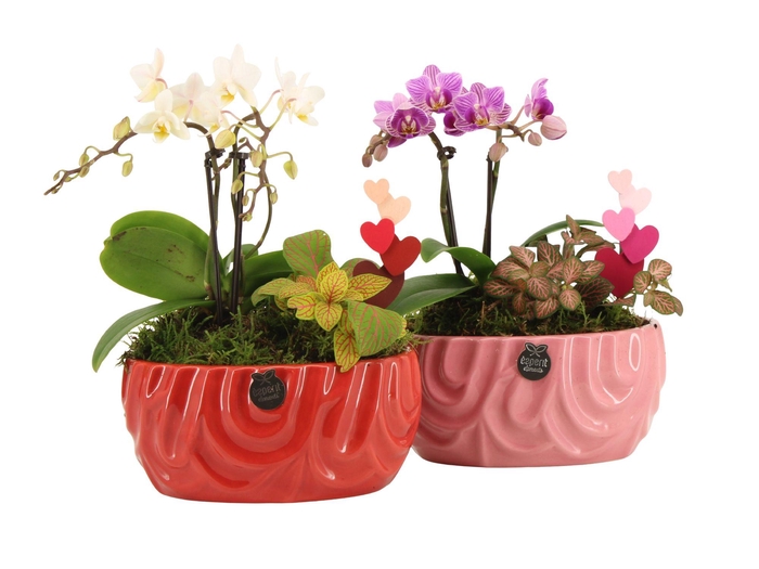 <h4>21809: Lovess arrangement</h4>