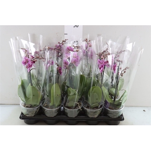 Phal Multiflower Purple 2t22+