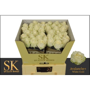 R Gr Avalanche White Super Sk