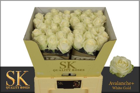 <h4>R Gr Avalanche White Super Sk</h4>