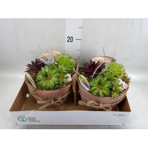 Arr.  Sempervivum L%