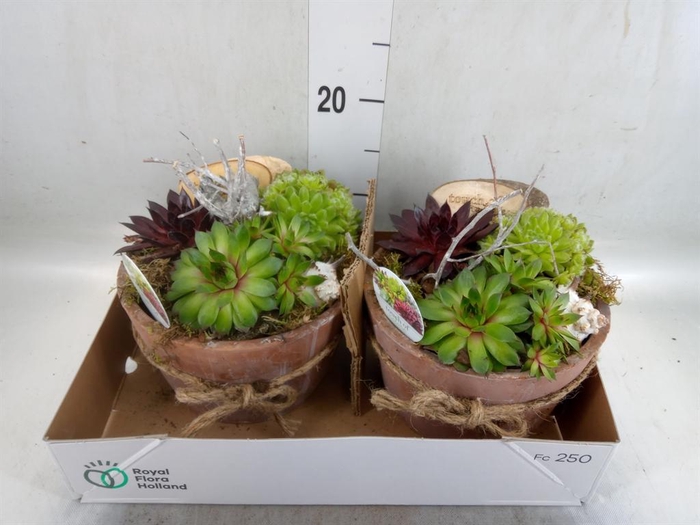 <h4>Arr.  Sempervivum L%</h4>