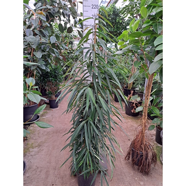 <h4>Ficus Alii piramide 210</h4>