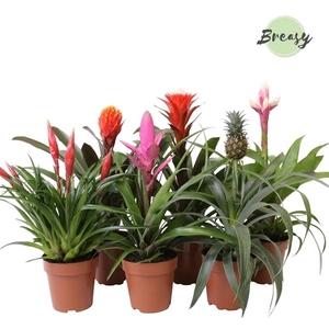 Bromelia Royal Green