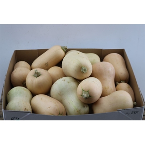 Sier Cuc P Butternut X15