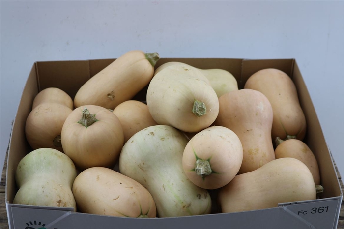 <h4>Sier Cuc P Butternut X15</h4>