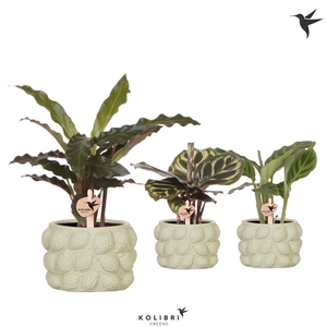 Kolibri Greens Calathea mix in Citrus pot green