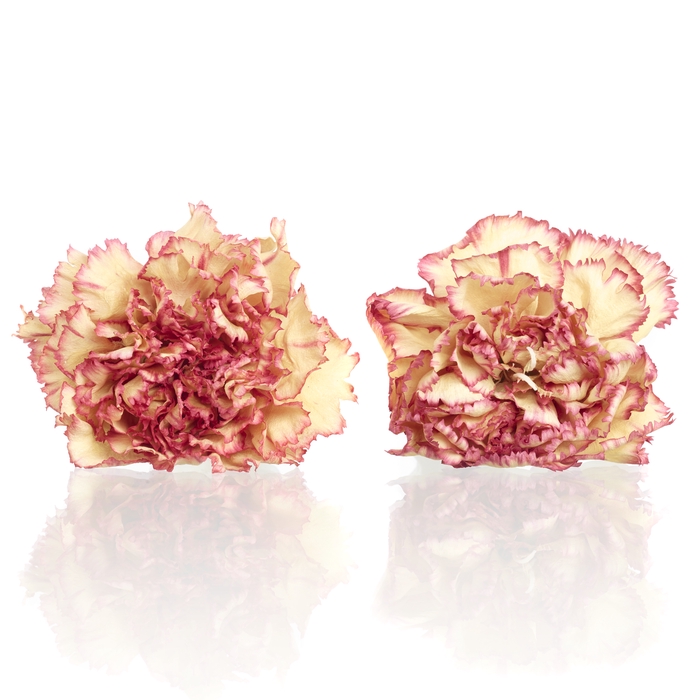 Carnation (anjer) Coralie 4,5-5cm