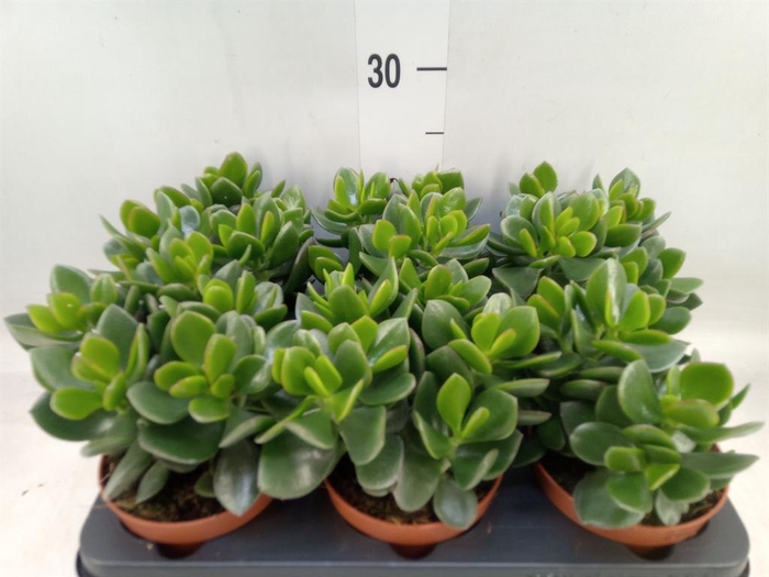 <h4>Crassula  'Hulk'</h4>