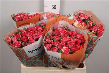 Rosa TR 'Fireworks' BRAAM