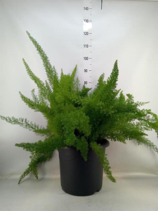 <h4>Asparagus dens. 'Meyers'</h4>