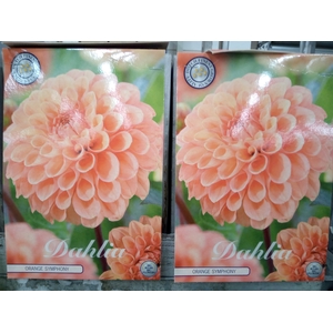 Dahlia   ...flowerbulbs